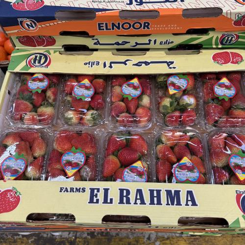 فراولة مصري كرتون 10 علب