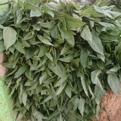 كيس ملوخية 20 حبة