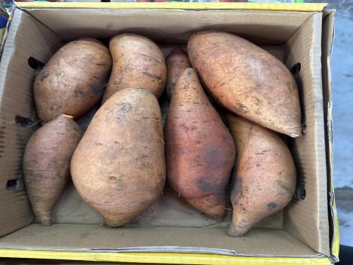 جزر يماني احمر ( بطاطا حلوة ) كرتون