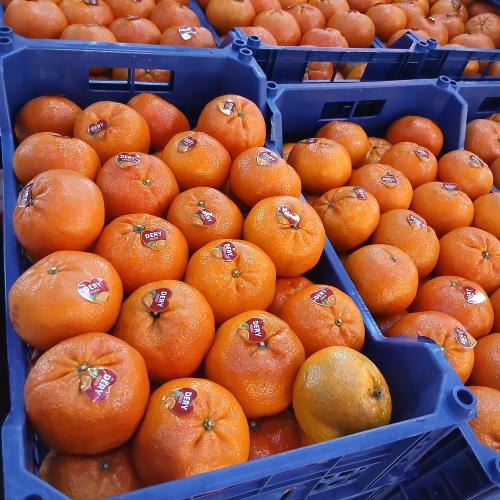 يوسفي مصري سله حبه كبير 6 كيلو