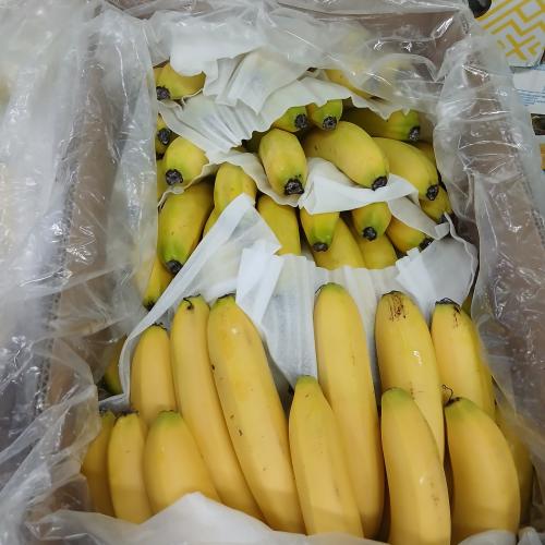 موز منوع 13.5 كيلو