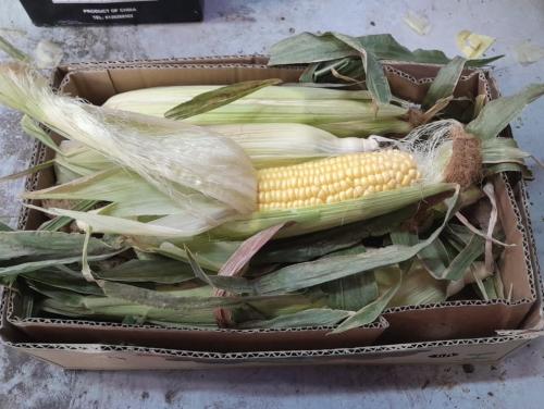 حبش كيس 3 كيلو