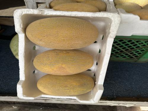 بطيخ ابيض فلين محلي 7 كيلو