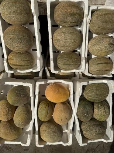 بطيخ منجاوي فلين محلي 7 كيلو