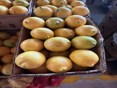 ليمون اصفر كرتون 2.5 كيلو