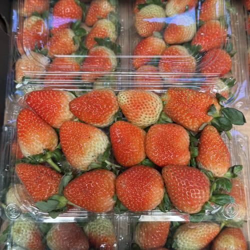 فراولة علبة