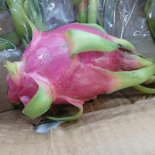 فاكهة التنين هندي 1 حبه