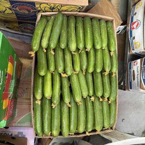 خيار كرتون نجران 20 كيلو