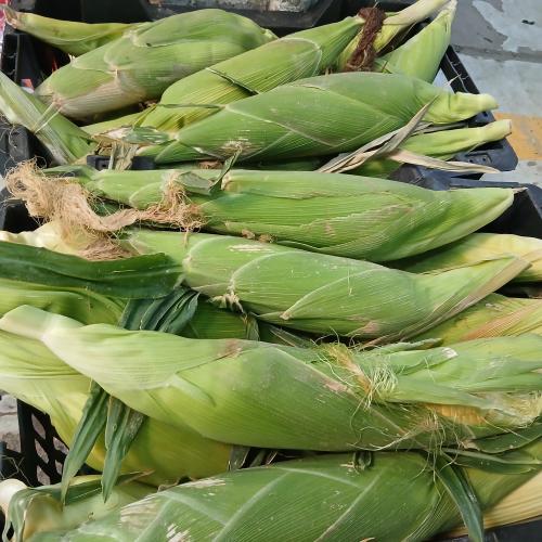 حبش ( ذرة ) 7 كيلو