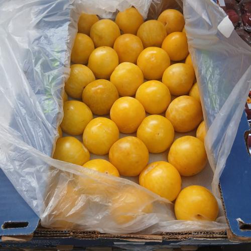 بخارى افريقي اصفر 5 كيلو