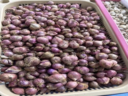 بصل صغير هندي 250 جرام