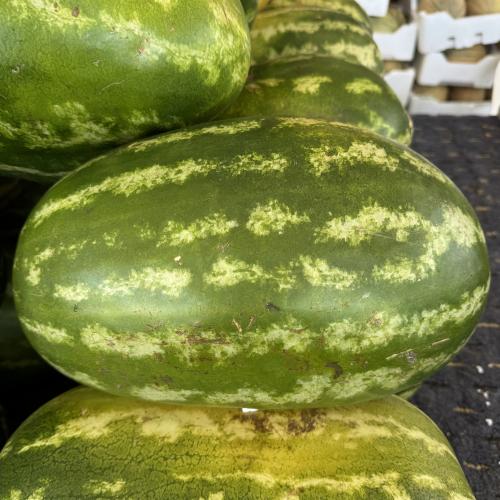 حبحب طويل مخطط 8 كيلو