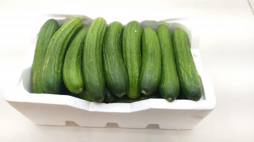 خيار القصيم فلين وسط