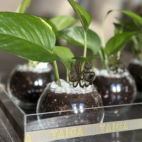 توزيعات فازة البوتس بتاق ذهبي (صغير)