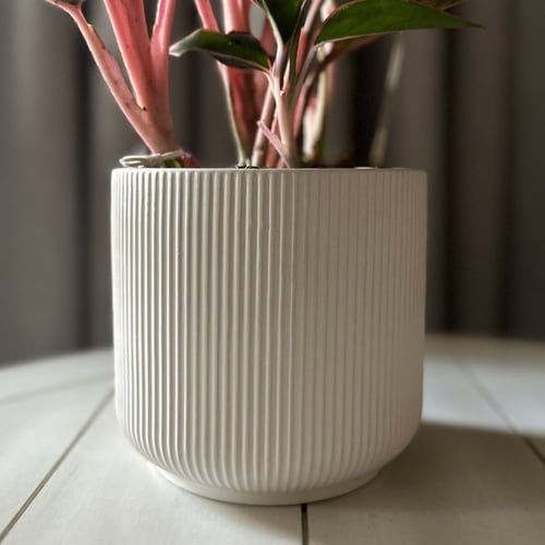 اجلونيما حمراء