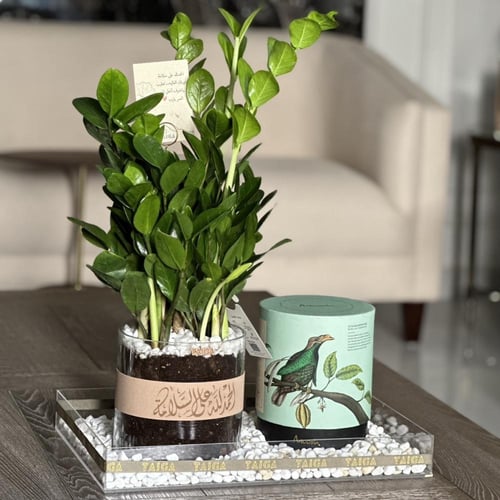 هدايا فازة زاميا + بوكس تشوكلت