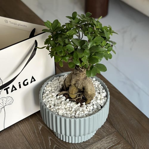 شجرة البونساي بأصيص سيراميك