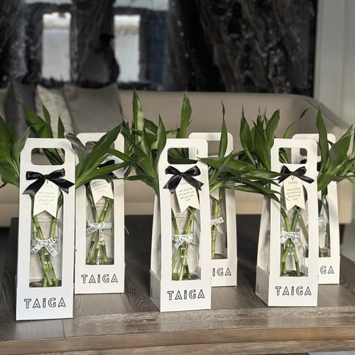 فازة نبات البامبو تايلندي