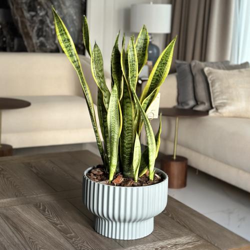نبات جلد النمر (السنسيفيرا) كبير بأصيص سيراميك
