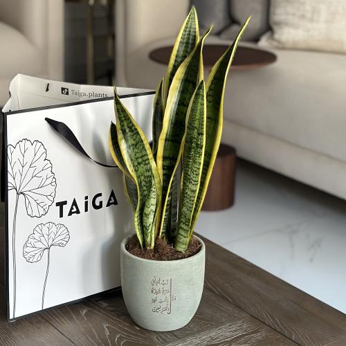 جلد النمر بأصيص فخار