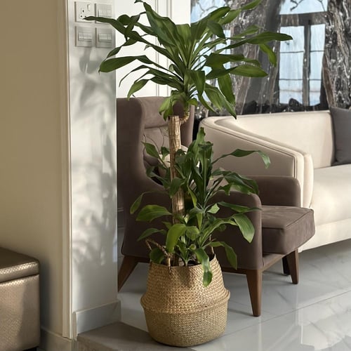 دراسينا ماسنجانا