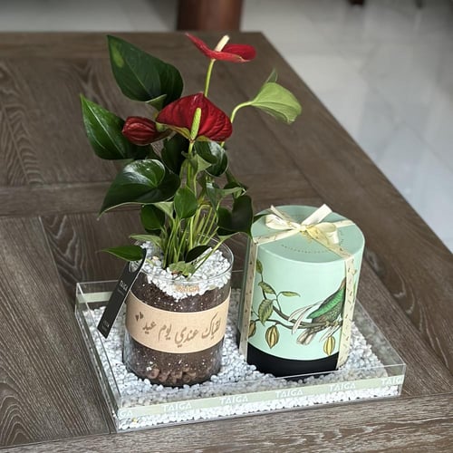 صينية أنتوريوم + بوكس تشوكلت