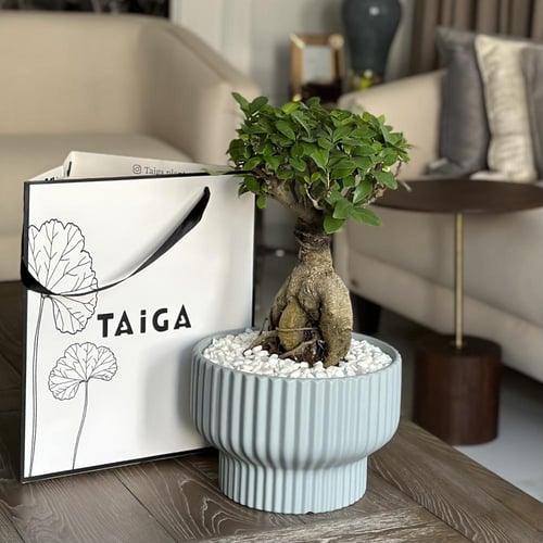 شجرة البونساي بأصيص سيراميك