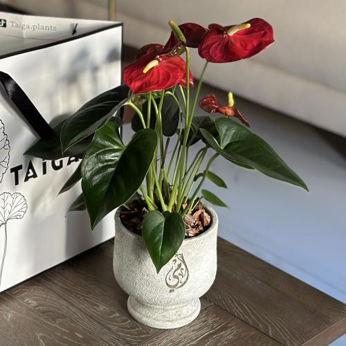 انتوريوم بأصيص قابل للكتابة