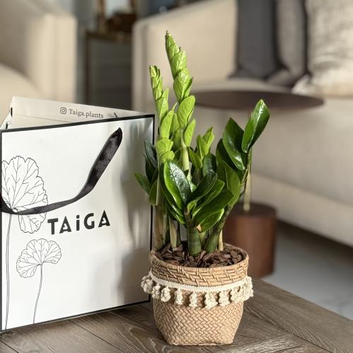 زاميا بأصيص فخار