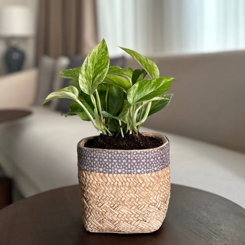 بوتس ماربل كوين في مركن فخار