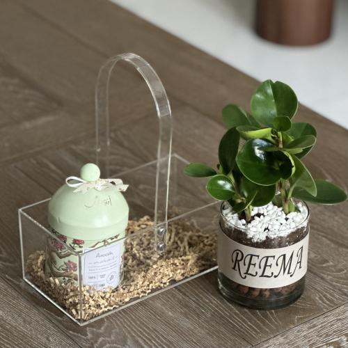 سلة اكريليك بنبات الببروميا + بوكس أنوش