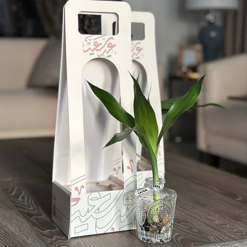 هولدر العيد بنبات البامبو