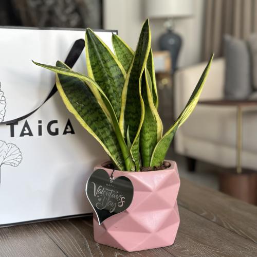 جلد النمر بتعليقة أكريلك