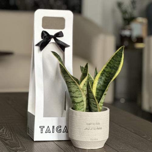 نبات جلد النمر (السنسيفيرا) بأصيص فخار