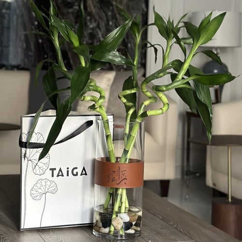 بامبو مبروم + قطعة جلد