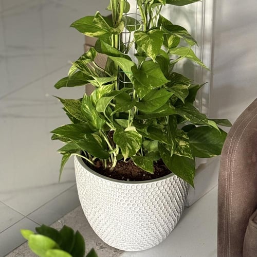 بوتس كبير بأصيص فايبر