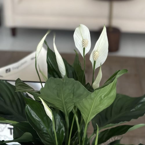 نبات الأشرعة البيضاء (زنبق السلام) بأصيص سيراميك