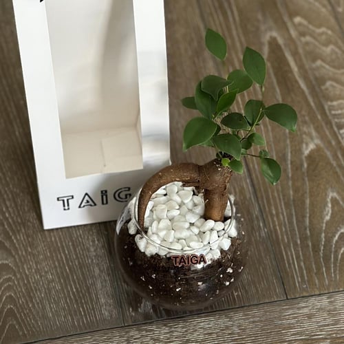 هولدر ميني بونساي