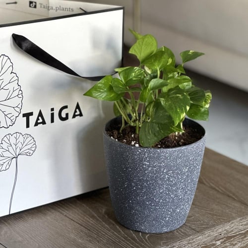 بوتس بأصيص بلاستيك