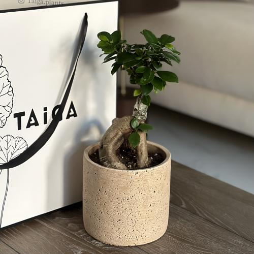 بونساي بأصيص فخار (قابل للكتابة)