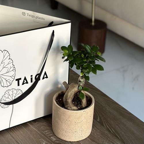 شجرة البونساي بأصيص فخار