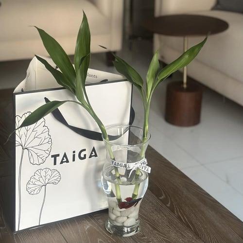 فازة بامبو + سمكة فايتر