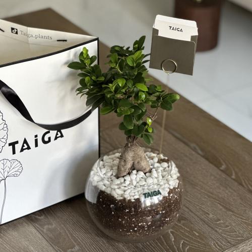 بونساي