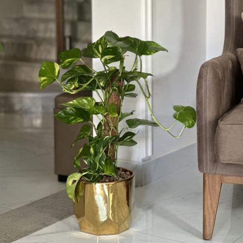 بوتس هولندي متسلق