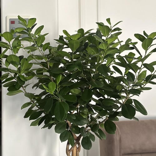 فيكس موكلامي مجدول