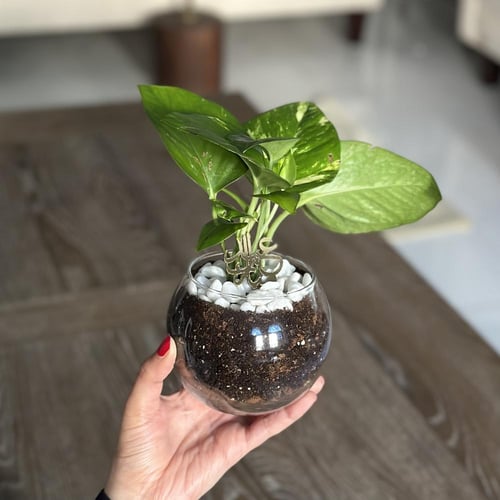 توزيعات فازة البوتس بتاق ذهبي (وسط)