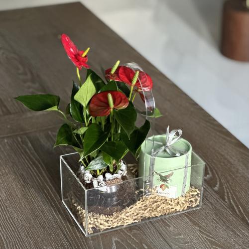 سلة نبات الانتوريوم + بوكس شوكلاتة