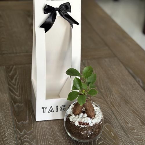 هولدر ميني بونساي