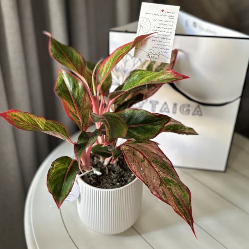 اجلونيما حمراء