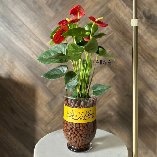 هدايا تايقا للمناسبات